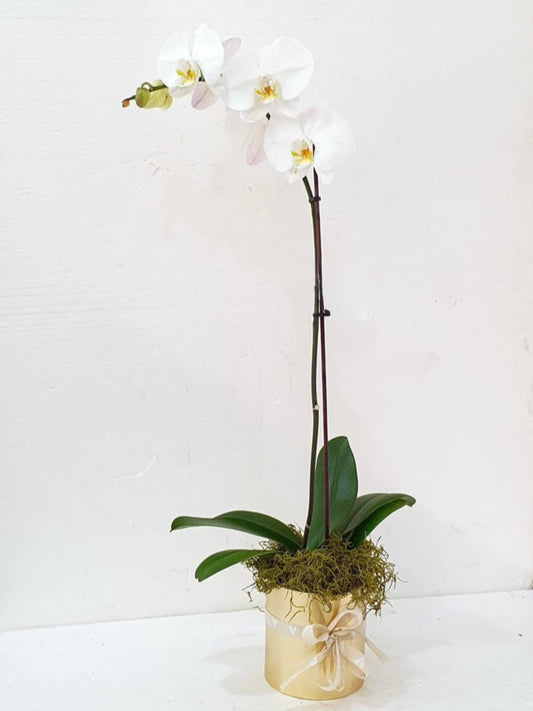 1-Stem Phalaenopsis Orchid in Gold Vase