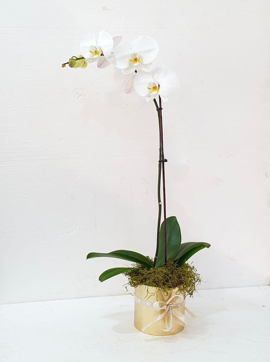 1-Stem Phalaenopsis In a Gold Vase
